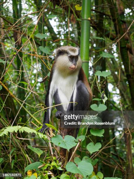 mona monkey in grand etang national park in the caribbean island nation of grenada - mona monkey stock pictures, royalty-free photos & images