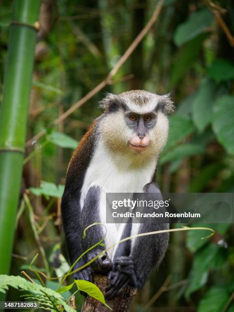 mona monkey in grand etang national park in the caribbean island nation of grenada - mona monkey stock pictures, royalty-free photos & images