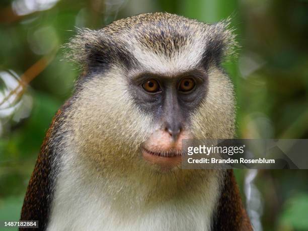 mona monkey in grand etang national park in the caribbean island nation of grenada - mona monkey stock pictures, royalty-free photos & images