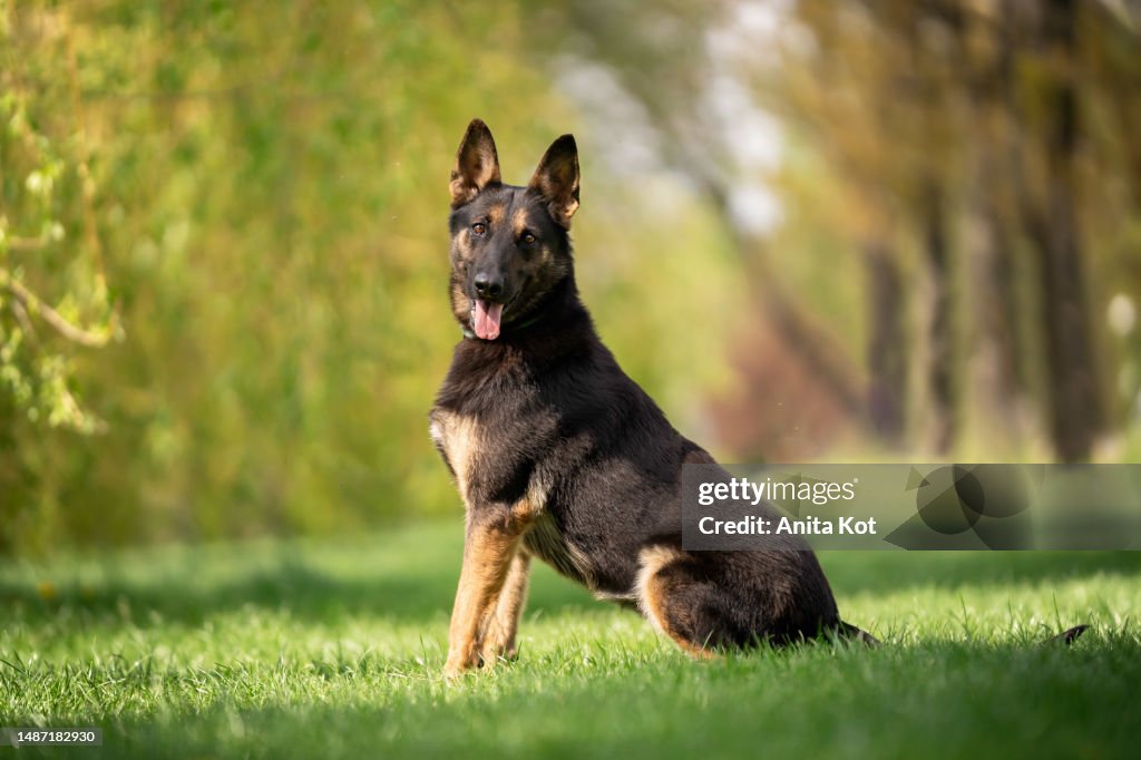 Sitting Belgian Shepherd Dog Malinois