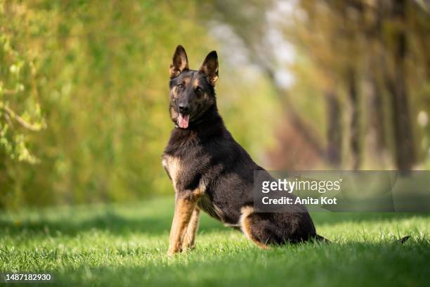 sitting belgian shepherd dog malinois - cão pastor alemão - fotografias e filmes do acervo