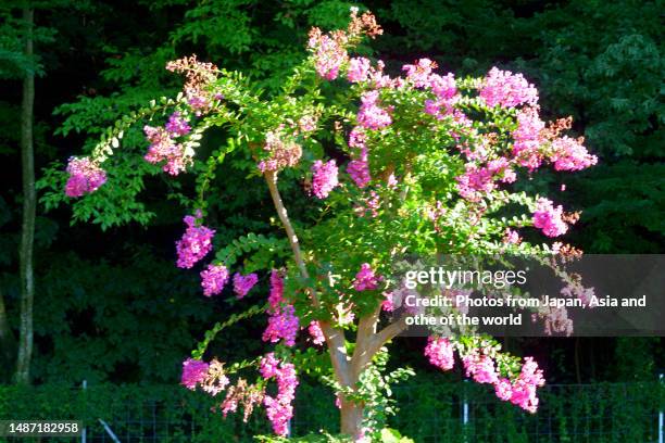 japanese crape myrtle flower / lagerstroemia indica - crape myrtle stock-fotos und bilder