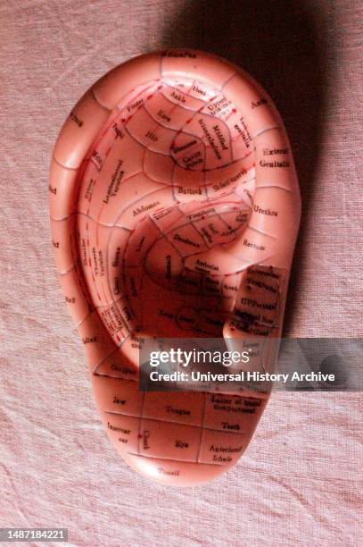 Ear model for acupuncture