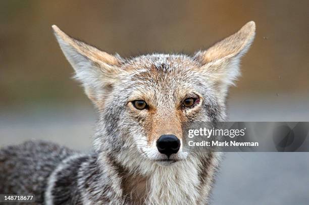 coyote (canis latrans) along alaska highway. - prairie dog stock pictures, royalty-free photos & images