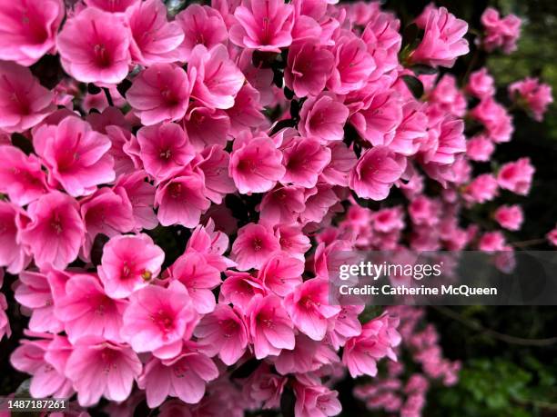 beauty of sprawling hot pink azalea bush in spring season - azalea foto e immagini stock