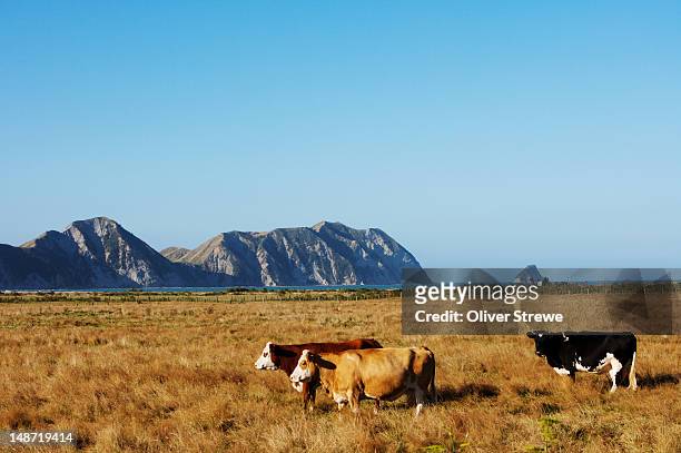 cattle in field. - gisborne stock pictures, royalty-free photos & images