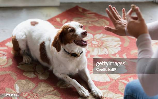 obedient dog, staying down for a treat - staying indoors stock pictures, royalty-free photos & images