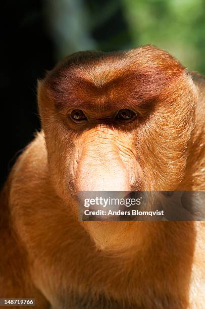 portrait of male proboscis monkey (nasalis larvatus) at lok kawi wildlife park. - lok kawi wildlife park stock pictures, royalty-free photos & images