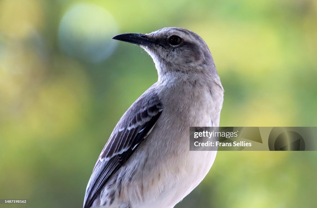 The tropical mockingbird (Mimus gilvus)