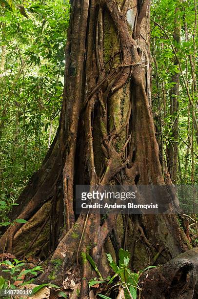 strangling fig tree (ficus spp.) surrounding trunk of dipterocarp tree slowly killing it. - dipterocarp tree fotografías e imágenes de stock