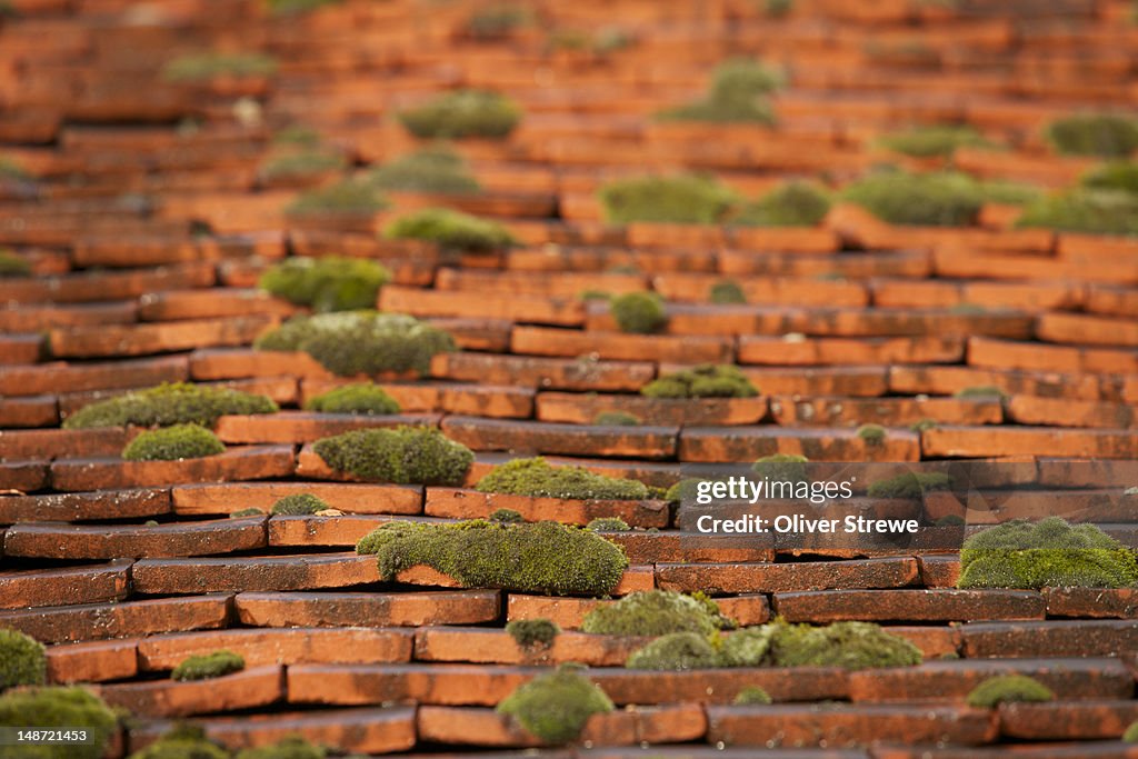 Roof tiles with moss.