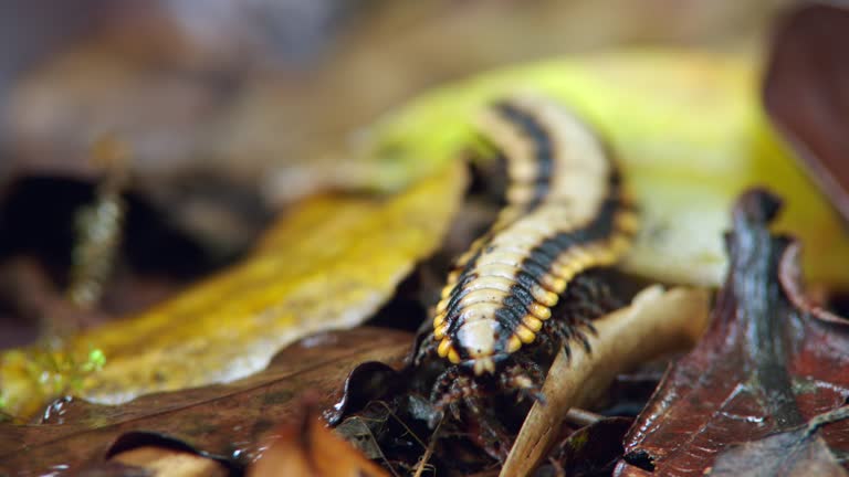 Python Millpede 950 Millipede Stock Videos, Footage, & 4K Video Clips - Getty Images