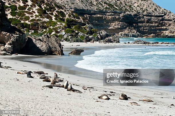 seals (sea lions) in seal bay conservation park. - insel kangaroo island stock-fotos und bilder