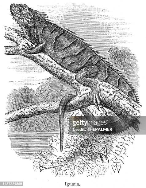 ilustrações, clipart, desenhos animados e ícones de ilustração de iguana 1878 - iguana