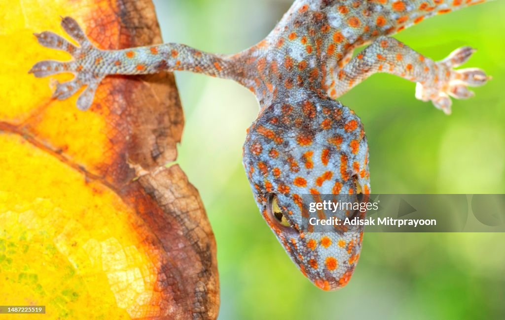 Gecko's sticky foot hanging from leaf - animal behavior.