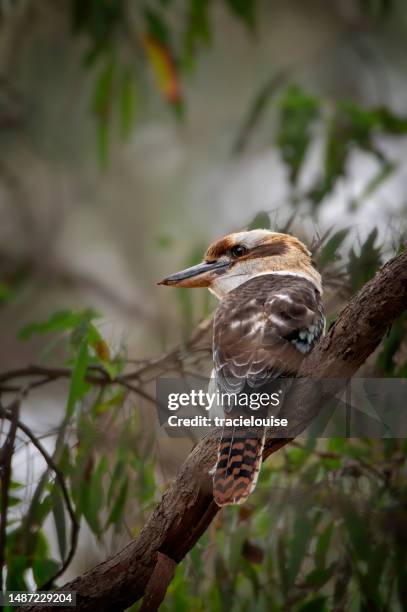 hungriges baby kookaburra (dacelo novaeguineae) - kookaburra stock-fotos und bilder