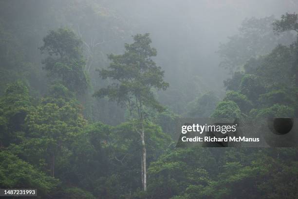 phong nha national park. - phong nha kẻ bàng national park fotografías e imágenes de stock