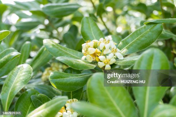 329 Osmanthus Fragrans Stock Photos, High-Res Pictures, and Images