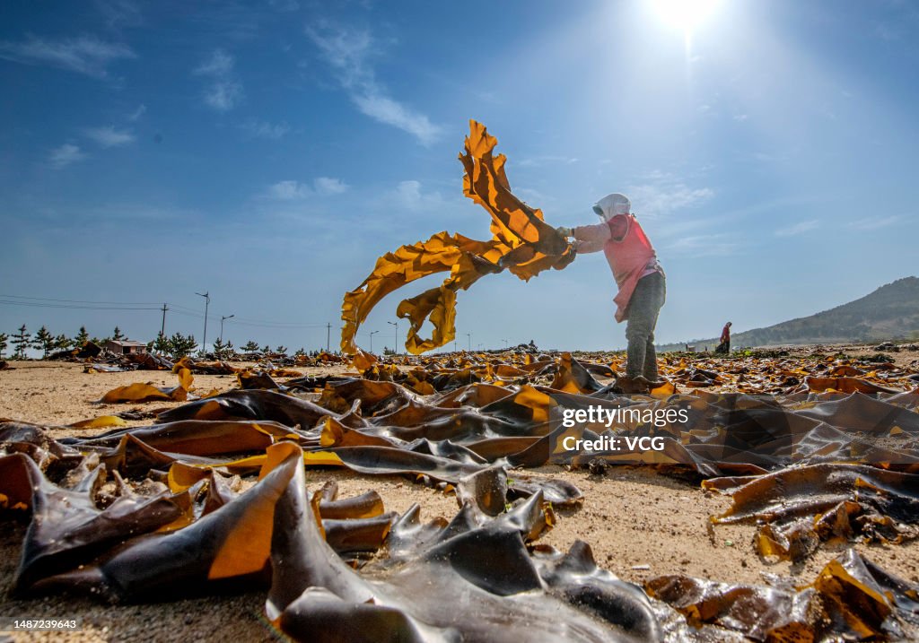 Farmers Dry Kelp In Rongcheng