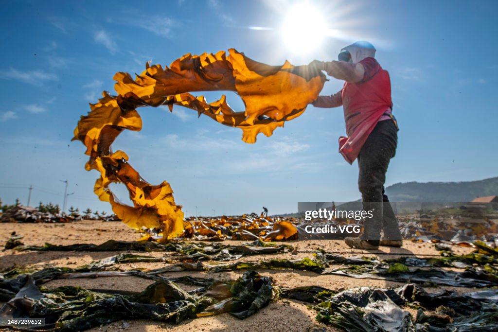 Farmers Dry Kelp In Rongcheng