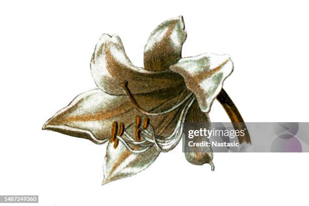 white lily flower - easter lily stock illustrations