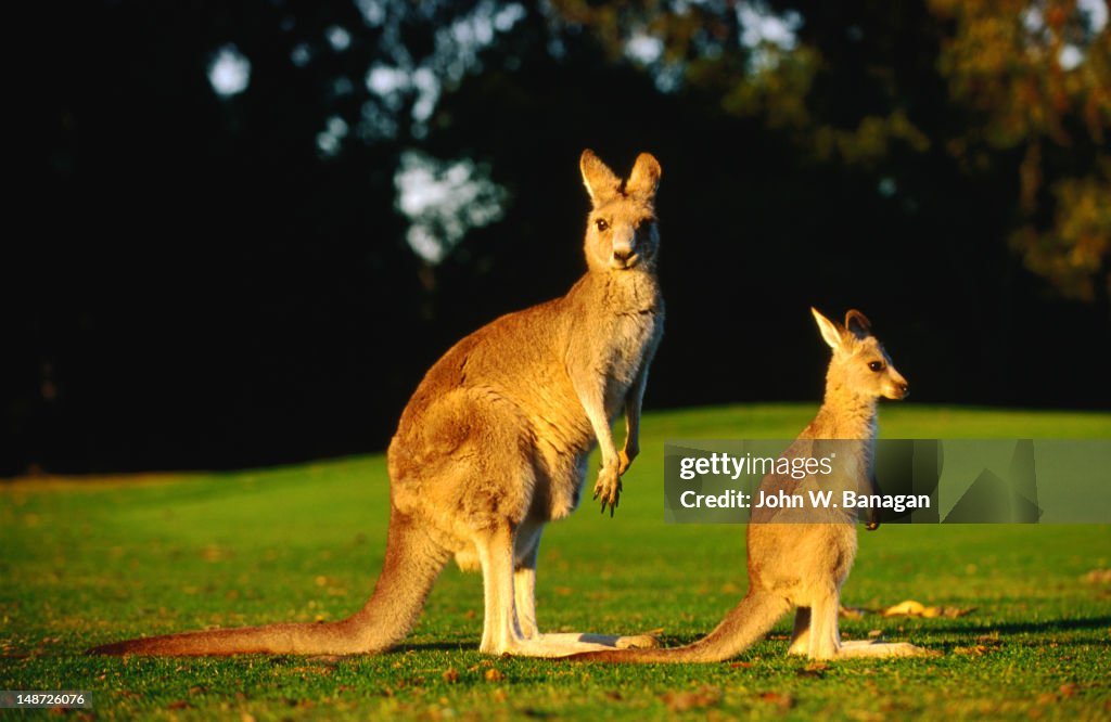 Kangaroo and joey.