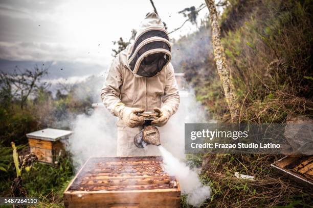 mid adult beekeeper working in apiary using bee smoker - apiary stock pictures, royalty-free photos & images