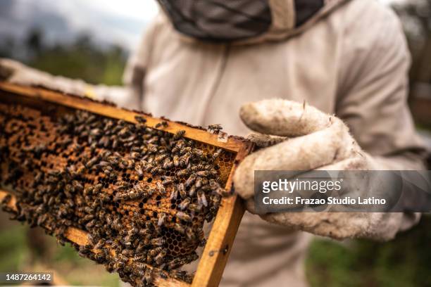 close-up of a beekeeper collecting honey on a honeycomb of bees - bee keeper stock pictures, royalty-free photos & images