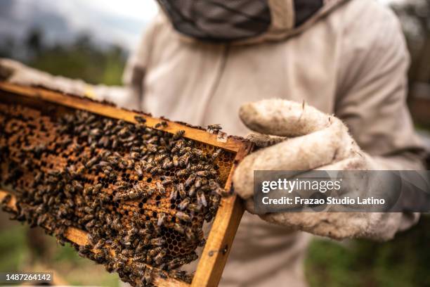 close-up of a beekeeper collecting honey on a honeycomb of bees - biodling bildbanksfoton och bilder