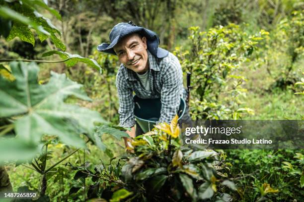 portrait of a mature agricultor man working in the agricultural field - south american culture stock pictures, royalty-free photos & images