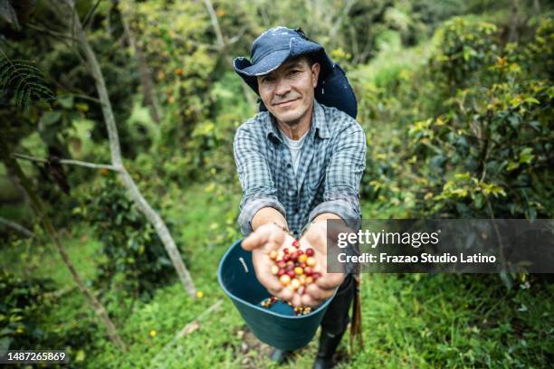 portrait of a mature man showing the coffee crop on his hands - plantation de café stockfoto's en -beelden