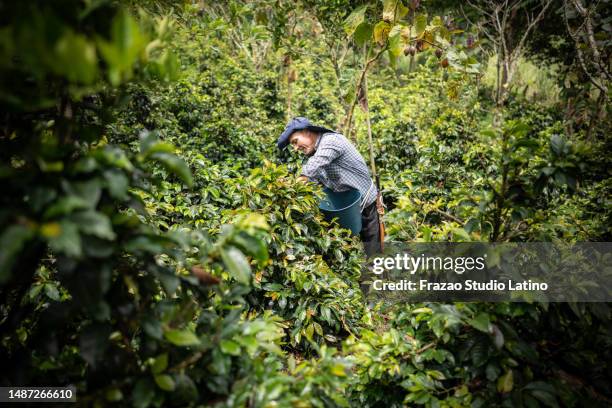 mature agricultor working in the coffee plantation - colombian coffee mountain stock pictures, royalty-free photos & images