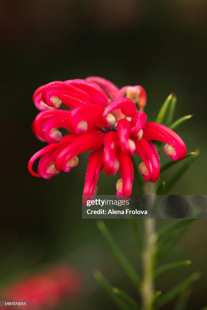 Grevillea