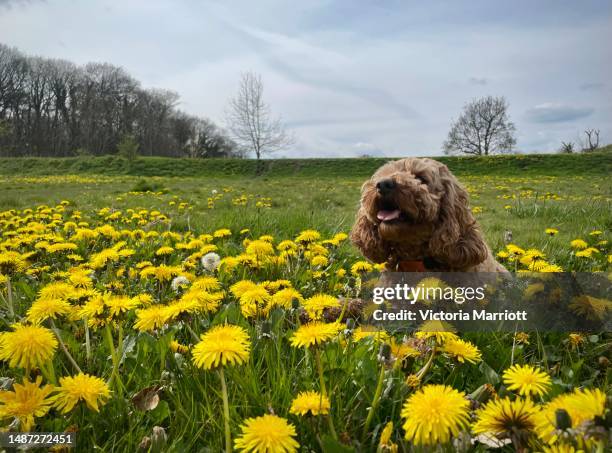 Cockapoo Flowered 766 Cockapoo Puppy Stock Photos, High-Res Pictures, and Images - Getty ...