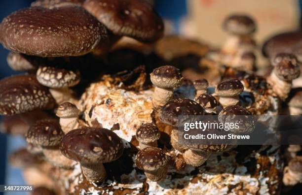 shiitake mushrooms (lentinus edodes) from kochi's asa-ichi. - shiitake mushroom stock pictures, royalty-free photos & images