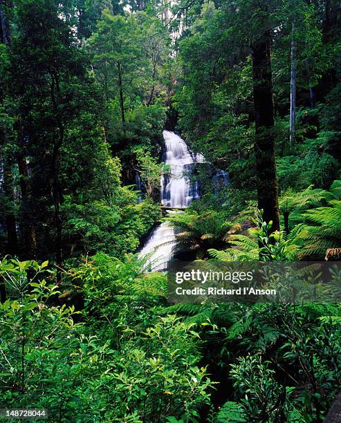 Trees Otway Ranges 240 Otway Rain Forest National Park Stock Photos, High-Res Pictures ...