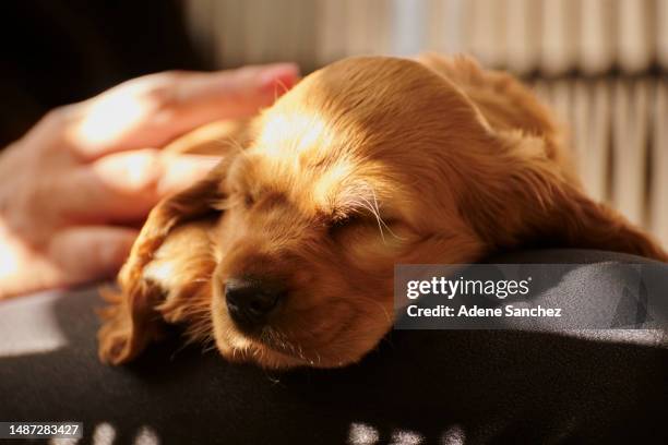 puppy, sleeping and person lap in living room with sunshine, trust and tired dog on armchair in safety or security with owner. love, care and exhausted pet cocker spaniel in home with peace and calm. - cocker spaniel stock pictures, royalty-free photos & images