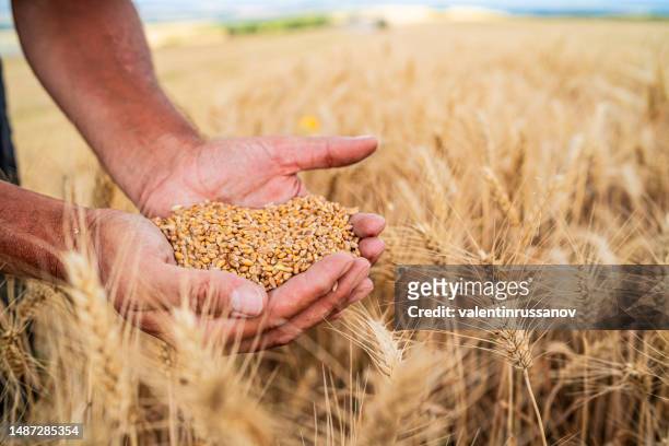 farmer holding golden heads of wheat - zaaien stockfoto's en -beelden