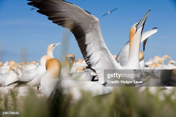 australasian gannets (morus serrator) at cape kidnappers gannet colony. - cape kidnappers fotografías e imágenes de stock