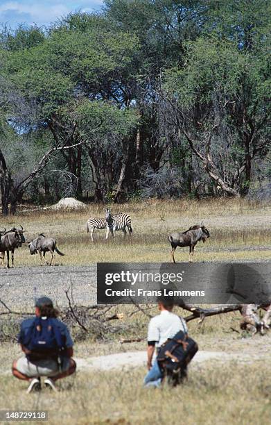 tourist and guide on walking safari. - national wildlife reserve stock-fotos und bilder