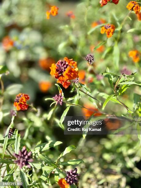 orange wallflowers (erysimum cheiri) plant in bud, flower and also close up. - erysimum cheiri stock pictures, royalty-free photos & images