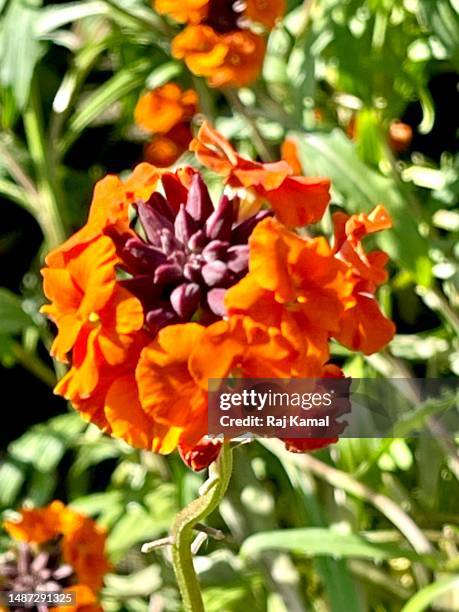 orange wallflowers (erysimum cheiri) in flower and bud and close up. - erysimum cheiri stock pictures, royalty-free photos & images