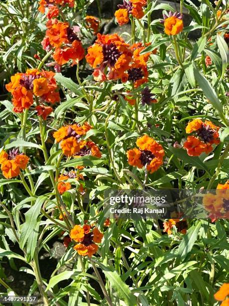orange wallflowers (erysimum cheiri) in flower and bud and close up. - erysimum cheiri stock pictures, royalty-free photos & images