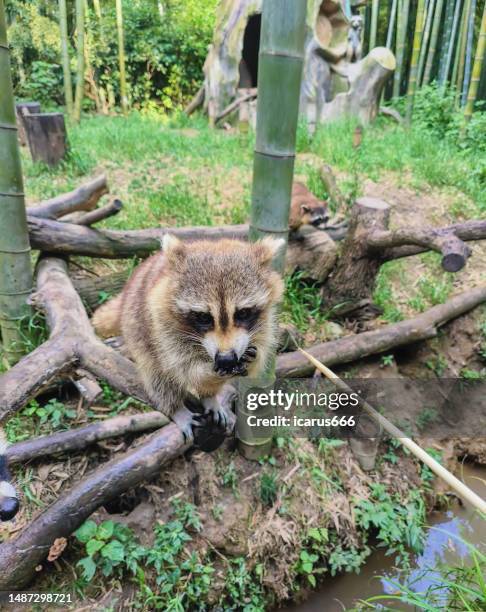 Little Raccon 451 Raccoon Face Stock Photos, High-Res Pictures, and Images - Getty Images