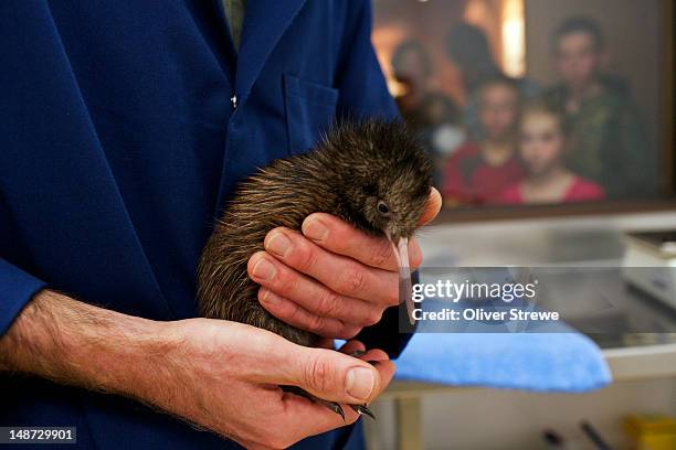 kiwi chick being feed in the pukaha mt bruce nursery. - kiwivogel stock-fotos und bilder