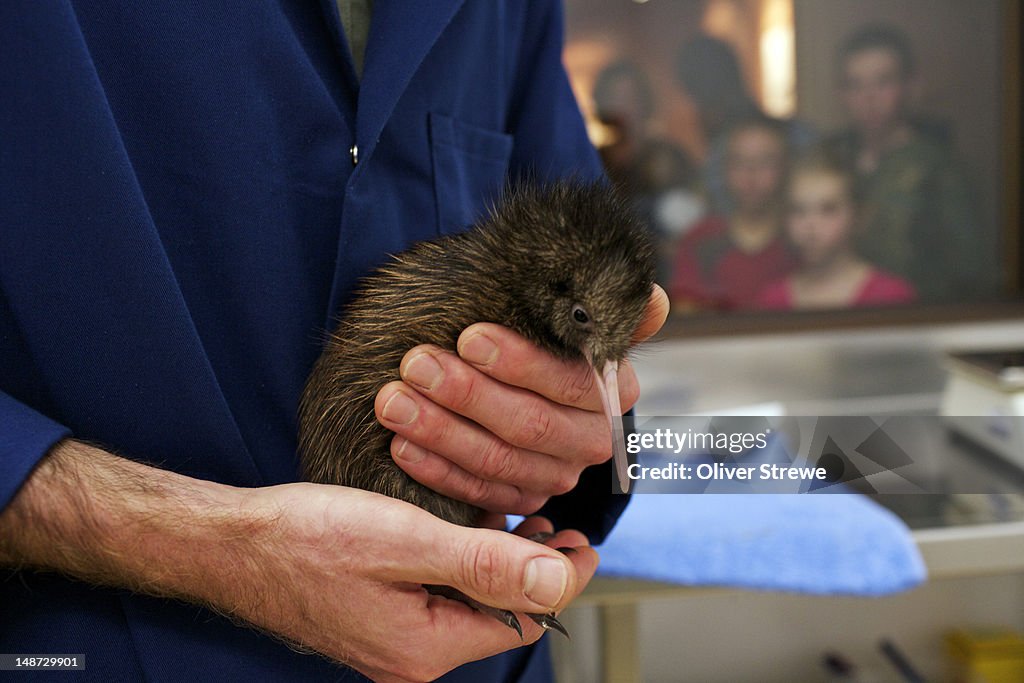 Kiwi chick being feed in the Pukaha Mt Bruce nursery.