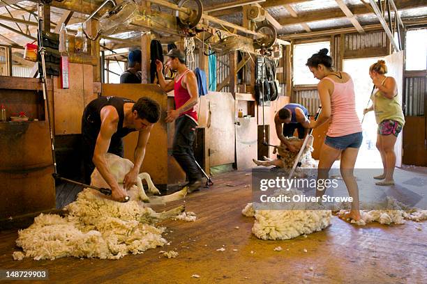 anauru station shearing shed. - shed stock pictures, royalty-free photos & images