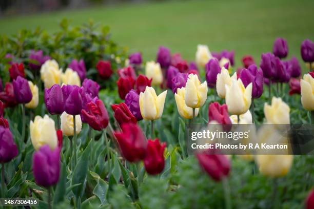 mixed colour tulips in a spring flower bed - tulip bed stock pictures, royalty-free photos & images