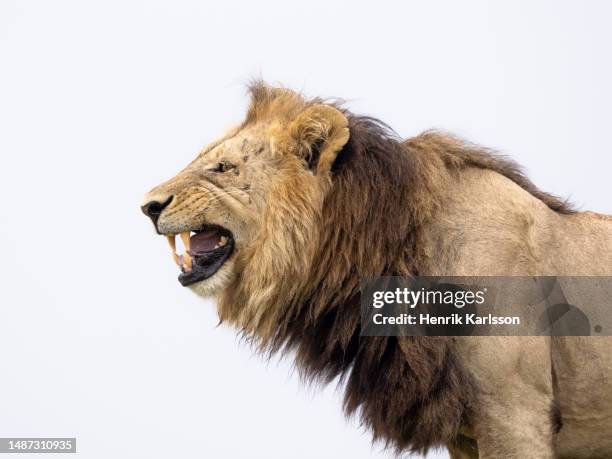 126 Reflejo De Flehmen Stock Photos, HighRes Pictures, and Images