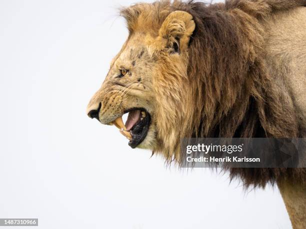 male african lion (panthera leo) doing flehman response - flehmen behaviour stock pictures, royalty-free photos & images